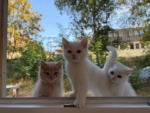 bkh kitten 