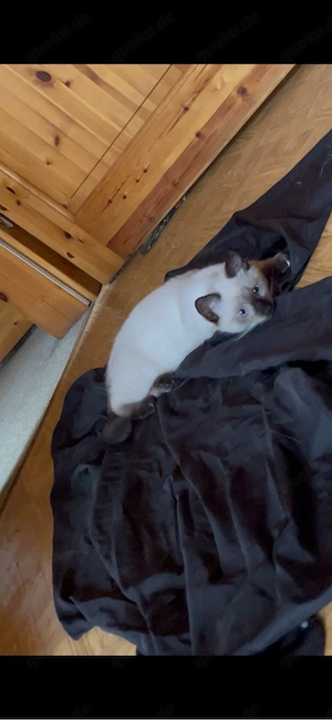 siam kitten