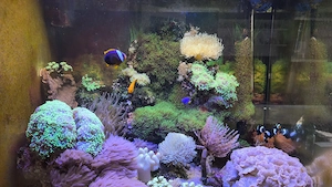 Meerwasser Aquarium  ca. 250Ltr. abzugeben