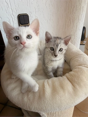 2 Katzenbabys abzugeben