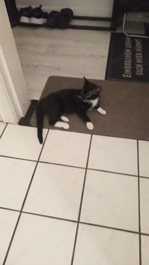 Katzen Mädchen Jung .