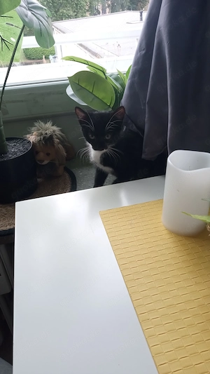 Kitten sucht sein Zuhause 