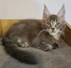 Typvolle maine coon Kitten mit Stammbaum 