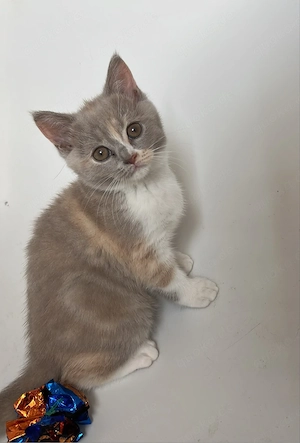 Süße Bkh Kitten