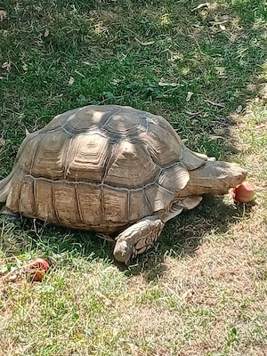 Sporenschildkröte weiblich