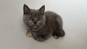 Süße Bkh Kitten