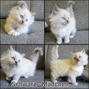 Süße Ragdoll Kitten