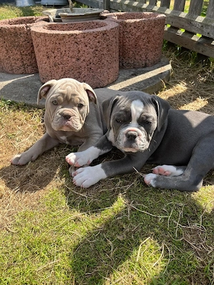 Old English Bulldog Welpen 