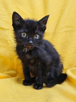 Tamino Verspielter Panther sucht spannende Familie