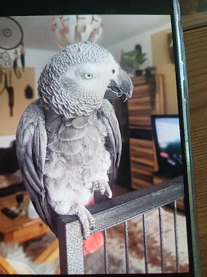 graupapagei männlich 2 jahre