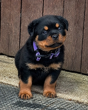 Rottweiler Welpen mit Ahnentafel