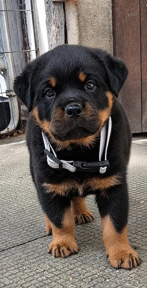 Rotrweiler Welpen mit Ahnentafel