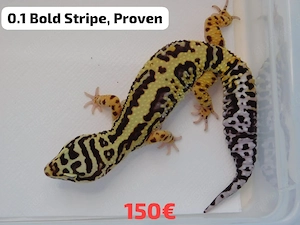 Leopardgecko Weibchen abzugeben! RADAR, Afghan, Bold... Adult | Eublepharis macularius
