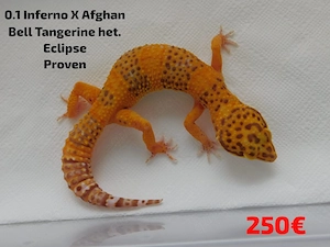 Leopardgecko Weibchen abzugeben! RADAR, Afghan, Bold... Adult | Eublepharis macularius
