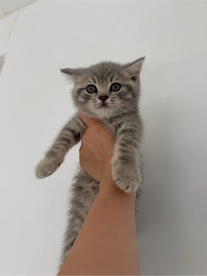Reinrassige BKH Kitten 