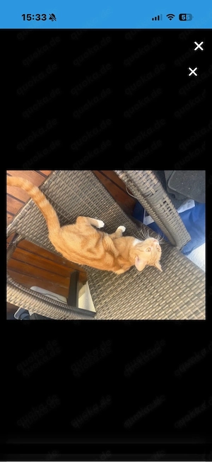 Katzen Dame 