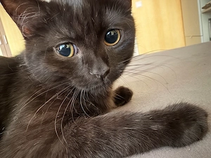 Britisch Kurzhaar Kitten