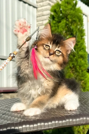 3 Monate alter Golden-Maine-Coon-Kater, bereit, Ihr Herz zu erobern