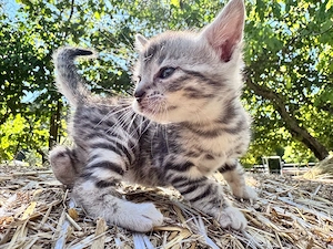 Bengal Mix Katerchen suchen ein zu Hause