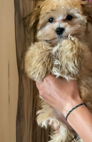 Biewer Yorkshire x Havanese Mix Hündin 
