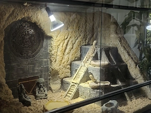 3 Zwergbartagamen inkl. Terrarium, Unterschrank & Zubehör abzugeben Bild 2