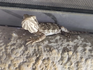 3 Zwergbartagamen inkl. Terrarium, Unterschrank & Zubehör abzugeben Bild 4
