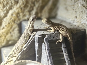 3 Zwergbartagamen inkl. Terrarium, Unterschrank & Zubehör abzugeben Bild 3