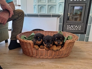 Schöne kräftige Rottweilerwelpen 