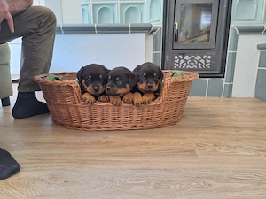 Schöne kräftige Rottweilerwelpen 
