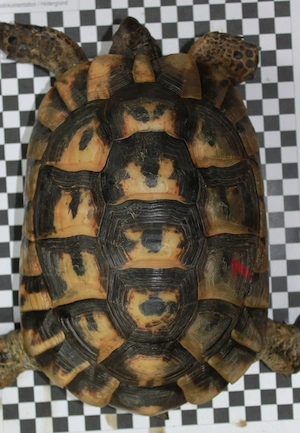 4 Maurische Landschildkröte - Testudo graeca ibera - 2,2 - 12 Jahre