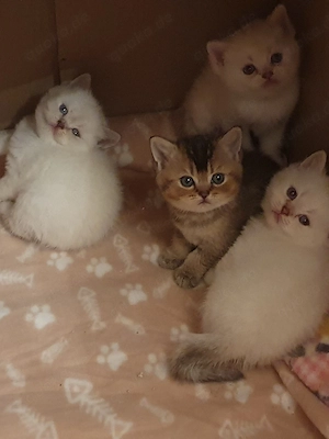 Bkh Kitten Aeltene Farbe.