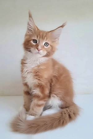 9 wunderschöne Maine-Coon-Kätzchen mit Stammbaum, 13 Wochen alt  geimpft, tierärztlich untersucht 