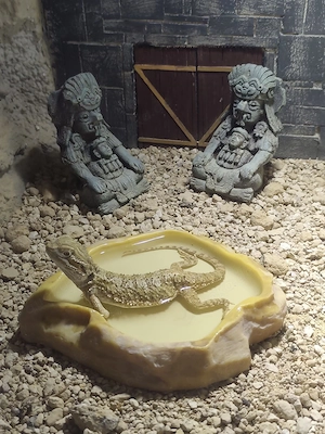 3 Zwergbartagamen inkl. Terrarium, Unterschrank & Zubehör abzugeben Bild 5