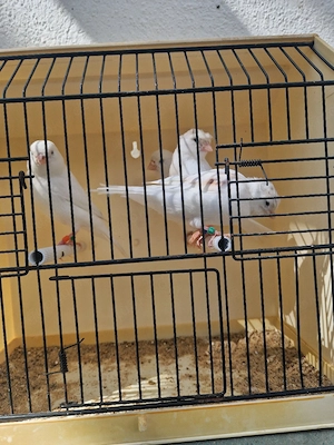 Kanarienvögel 