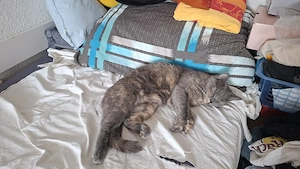 Katze sucht ein neues Zuhause