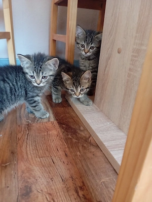 bkh maine coon Mix kitten