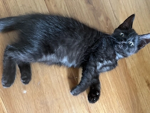 Maine Coon Kater