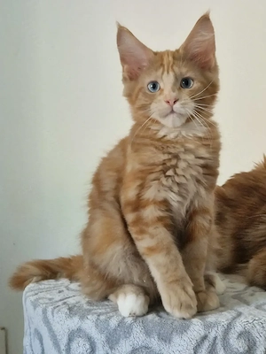 Maine Coon Junge mit Stammbaum. 