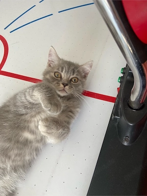 Süsser BKH Kitten silbergrau 