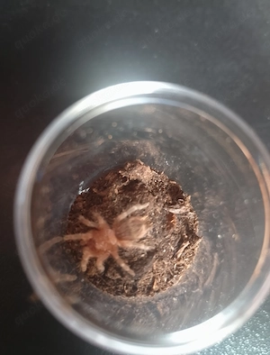 Verschiedene Vogelspinnen 