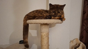 Katzen suchen ein neues Zuhause