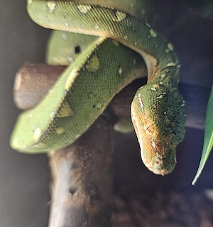 Morelia Viridis Biak