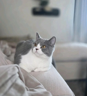 Liebe BKH Mama mit Kitten zusammen