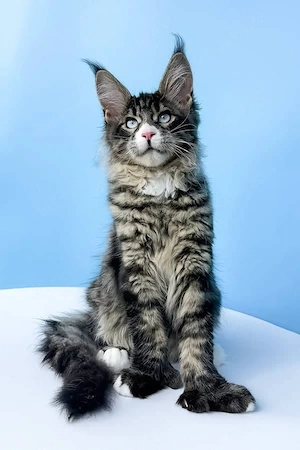 9 reinrassige Maine-Coon-Kätzchen   4 Monate alt | Mit Stammbaum, tierärztlich untersucht, geimpft 