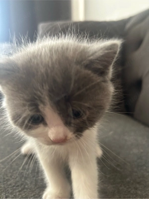 Süße grau weiße BKH-Babykatze sucht ein liebevolles Zuhause