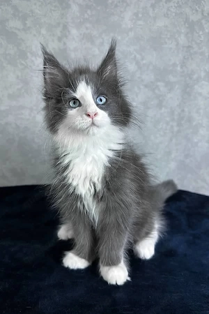 Wunderschöne, geimpfte Maine-Coon-Kätzchen mit Stammbaum (13 Wochen alt)   