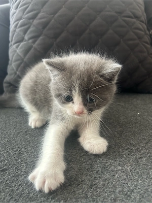 Süße Grau-Weiße Baby katze sucht ein liebe volles Zuhause