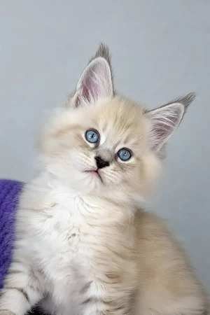Wunderschöne, geimpfte Maine-Coon-Kätzchen mit Stammbaum (13 Wochen alt)   