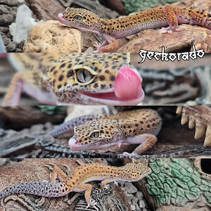 Leopardgecko Dame - Pet Only