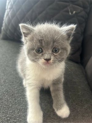 süse grau weise babykatze 